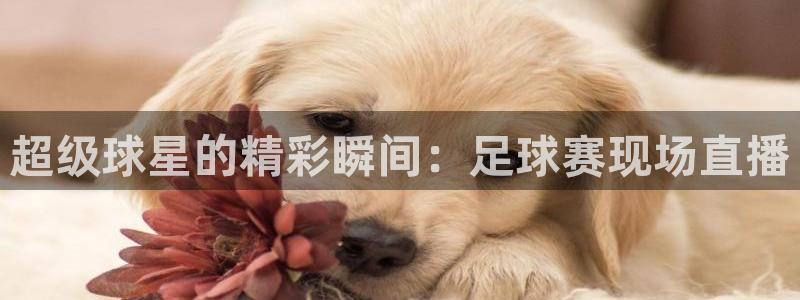 九游体育入口：超级球星的精彩瞬间：足球赛现场直播